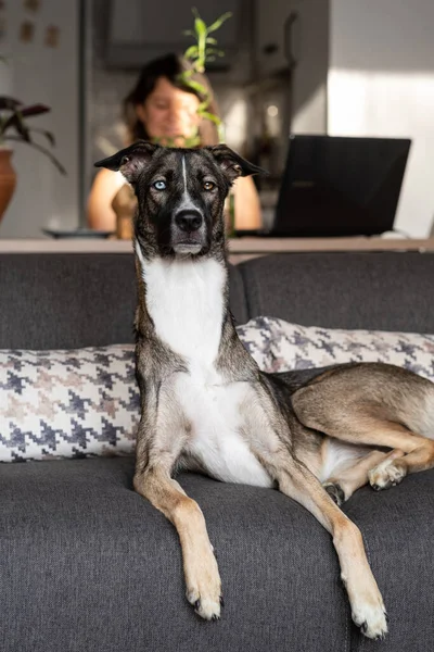 Evdeki koltukta oturan Goberian köpeği, evde iri yarı.
