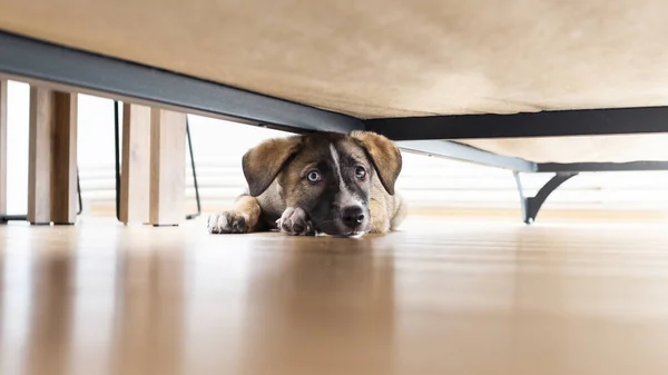 Yavru köpek kanepenin altında saklanıyor, Goberian kanepenin altında saklanıyor.