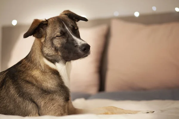 Mutlu goberian kapanış gözleri, köpek, boğuk, seçici odaklanma
