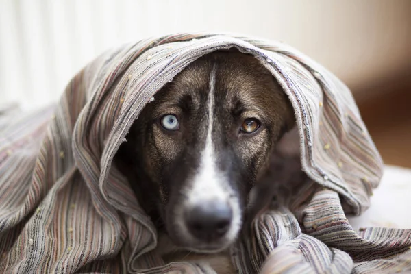 Havluya sarılmış köpek, seçici odaklanma, yakın çekim görüş