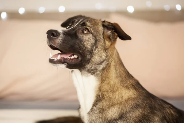 Dog Looking Husky Goberian Selective Focus — Stok Foto