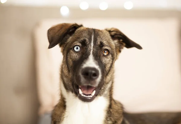 Mutlu köpek kameraya bakıyor, goberian, husky, yakın görüş, seçici odaklanma
