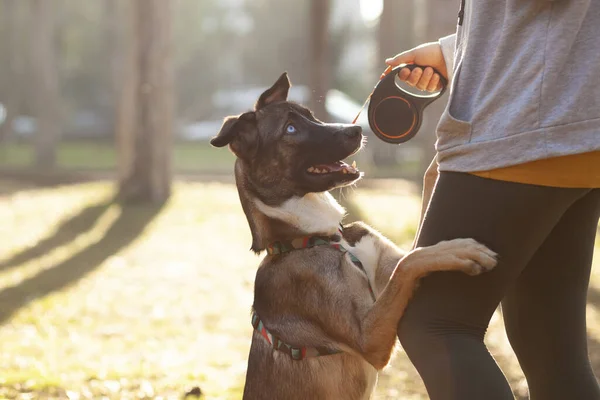 Genç, sportif giyimli bir kadın parkta köpeğini eğitiyor.