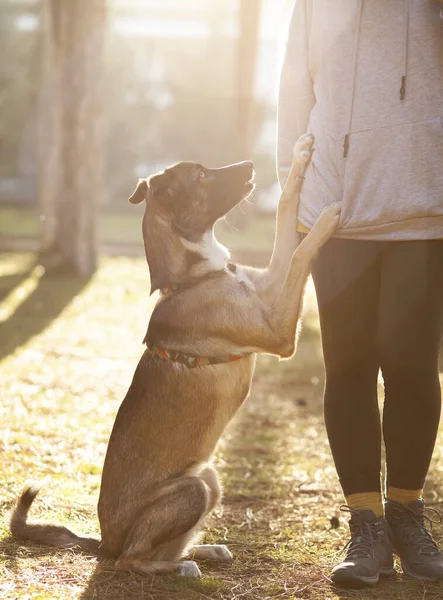 Genç, sportif giyimli bir kadın parkta köpeğini eğitiyor.