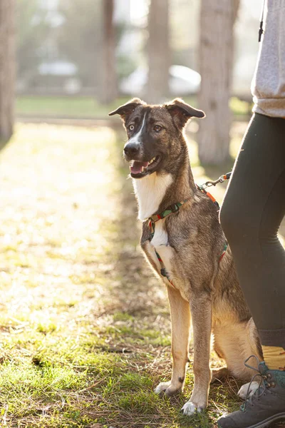 Genç, sportif giyimli bir kadın parkta köpeğini eğitiyor.