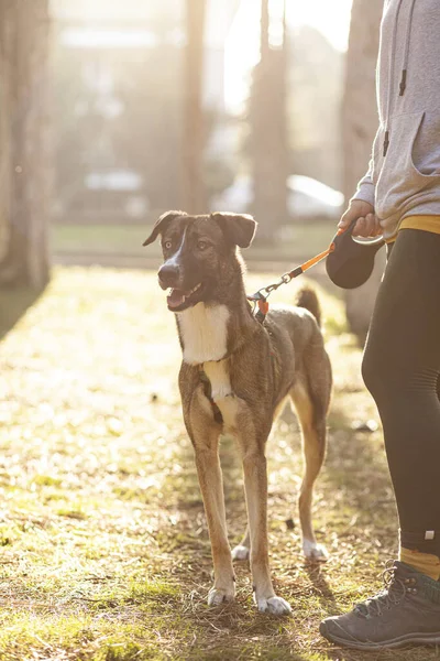 Genç, sportif giyimli bir kadın parkta köpeğini eğitiyor.