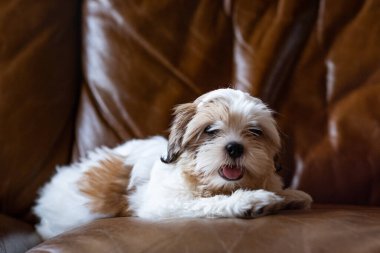 Yavru Shih tzu köpek kanepede yatıyor, köpek yavrusu, shih tzu, yaklaş, yatay