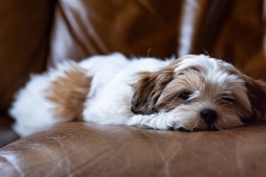 Yavru Shih tzu köpek kanepede yatıyor, köpek yavrusu, shih tzu, yaklaş, yatay