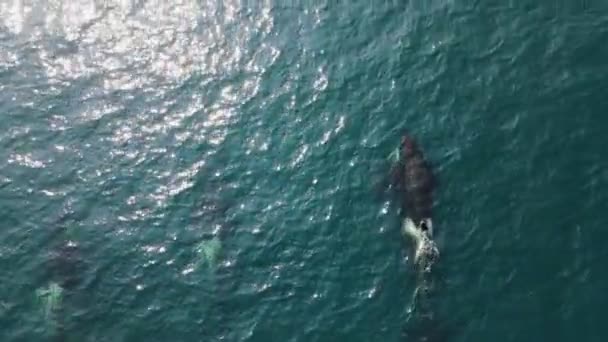 Nagy bálnák egy csoportja bukkan fel az óceánból. — Stock videók