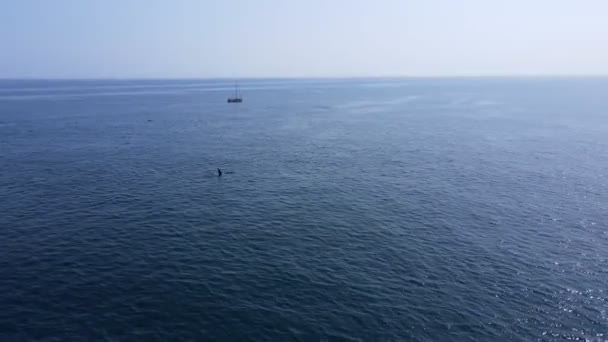 Paus pembunuh mengapung ke permukaan laut — Stok Video