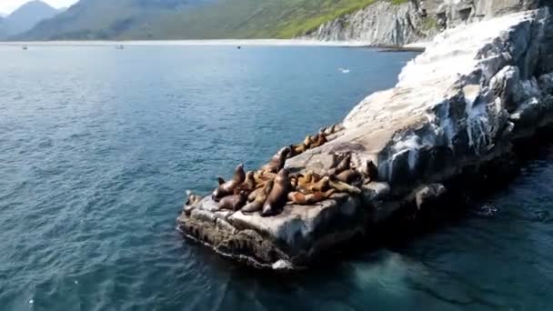 Sjölejon på en stor klippa i havet med utsikt över klipporna — Stockvideo