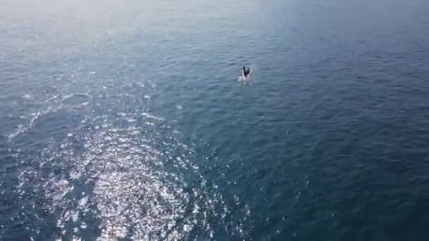 Killer whales float to the surface of the ocean — Vídeo de stock