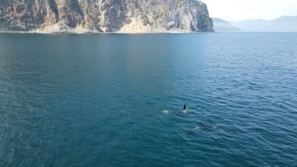 Paus pembunuh mengapung ke permukaan laut — Stok Video