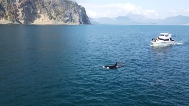 Вбивці кити пливуть на поверхню океану — стокове відео