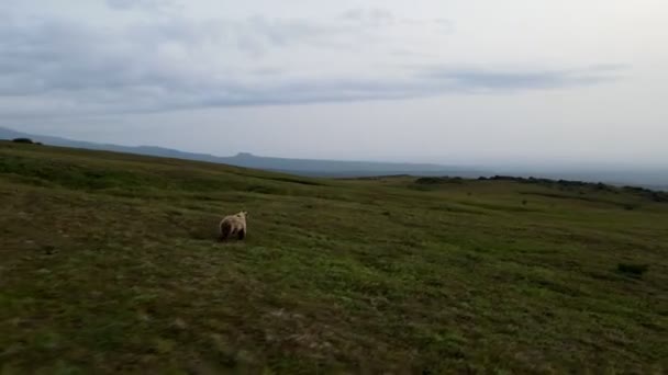 Τρέξιμο αρκούδα με θέα το ηφαίστειο — Αρχείο Βίντεο