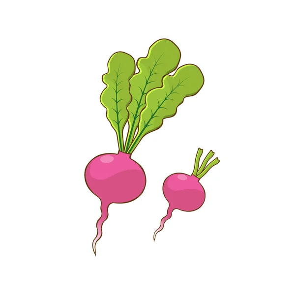 Radish Vegetables White Background Radish Root Crops Leaves — Stock Vector