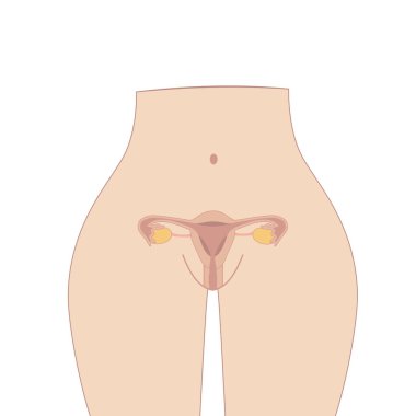Female reproductive system, Cute cartoon uterus