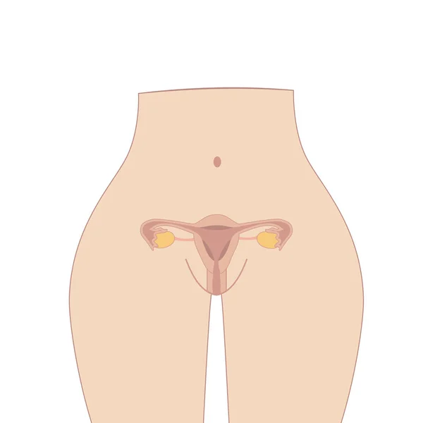 Female Reproductive System Cute Cartoon Uterus — Stok Vektör