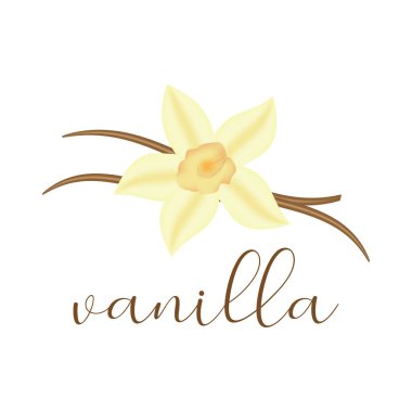 Vanilla yellow flower, pods and leaves. vector isolated on white background