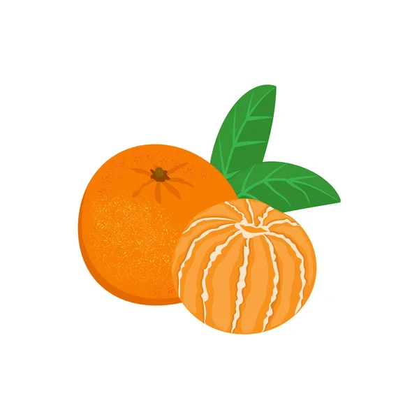 Hela Och Skalade Tangeriner Eller Tangeriner Isolerade Vit Bakgrund Vektor — Stock vektor