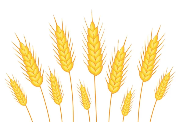 Tarwebanier Gelukkige Shavuot Sjabloon Voor Ontwerp Vectorillustratie — Stockvector