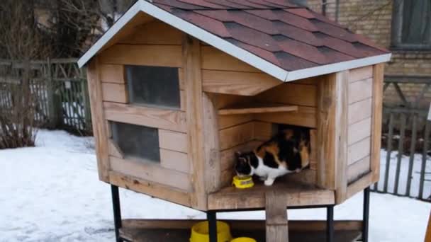 Casa de madeira para gatos de rua, belo gato de rua tricolor comendo comida de gato — Vídeo de Stock
