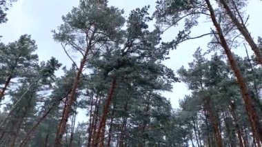 Çam ormanında kar yağar.