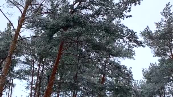소나무 숲에 눈이 내리다 — 비디오