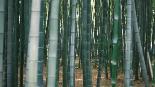 Bambu Korusu Egzotik Orman Yeşil Bambu Yükseliyor Kamera Halka Açık — Stok video