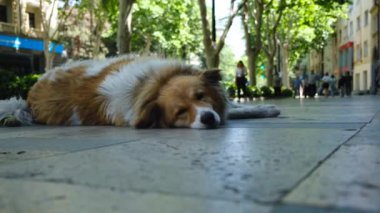 Şehrin merkezindeki taştan bir yolda kederli gözlerle yatan başıboş bir köpek. Yüksek kalite 4k görüntü