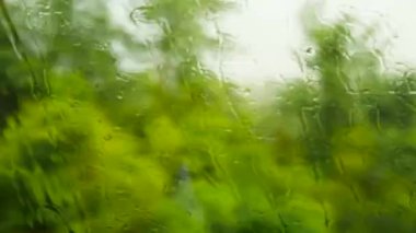 Tren vagonunun ıslak camından orman manzarası çekmek. Pencerenin dışına yağmur yağar ve bardağa su damlaları düşer. Yüksek kalite 4k görüntü