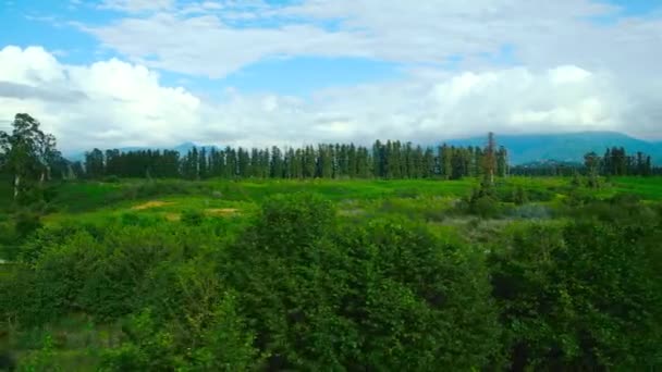 从移动的火车上拍摄美丽的夏季风景 优质Fullhd影片 — 图库视频影像