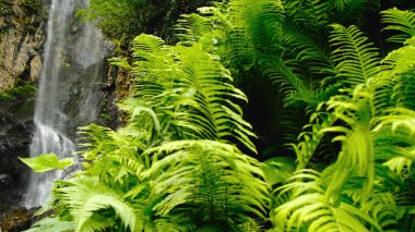  Yağmur ormanlarındaki şelale, eğrelti otlarındaki yumuşak ışık. Batum. Georgia mı? Yüksek kalite 4k görüntü