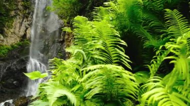  Yağmur ormanlarındaki şelale, eğrelti otlarındaki yumuşak ışık. Batum. Georgia mı? Yüksek kalite 4k görüntü