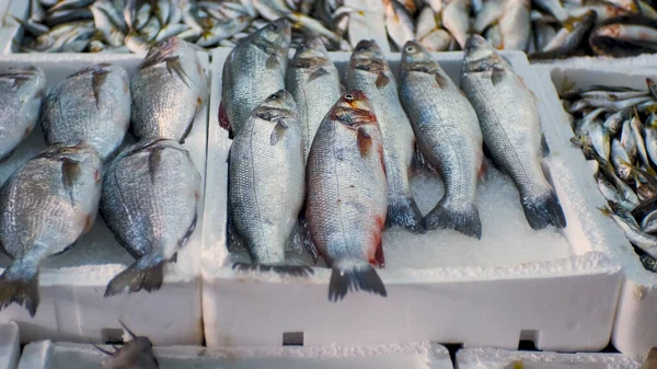 Close-up of fresh raw fish in ice on the counter in a fish market. High quality 4k footage