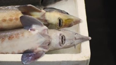 Fresh fish sturgeon in ice on the counter market. High quality 4k footage