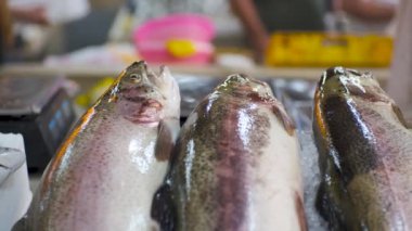 Balık pazarında tezgahın üzerinde buzda taze çiğ somon balığı. Yüksek kalite 4k görüntü