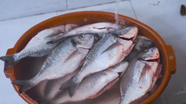ปลาโดราโดสดอย ในชามในน าและน าเทจากด านบนท ตลาดปลา ภาพ ณภาพส — วีดีโอสต็อก