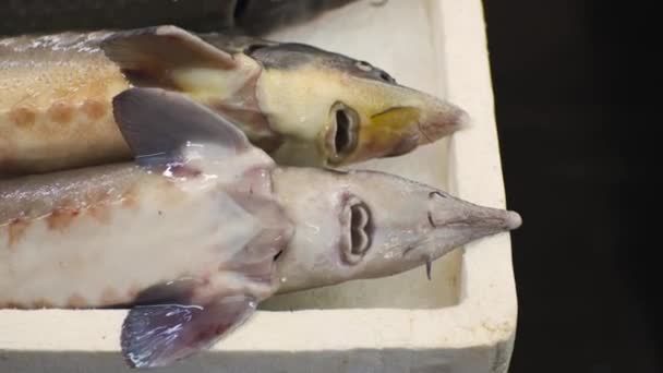 Esturgeon Poisson Frais Dans Glace Sur Marché Comptoir Images Haute — Video