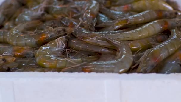 Frische Garnelen Oder Garnelen Roh Zum Kochen Auf Dem Fischmarkt — Stockvideo