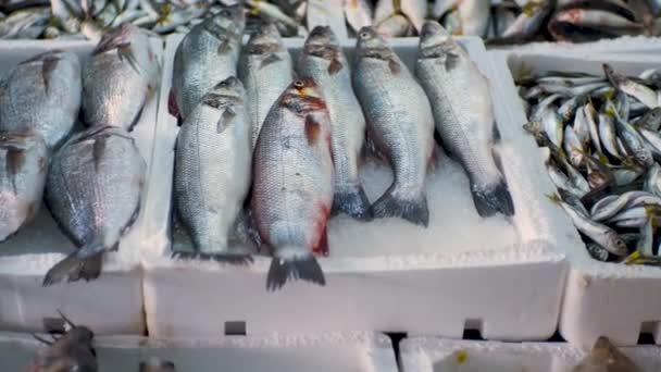 Großaufnahme Von Rohem Fisch Eis Auf Der Theke Eines Fischmarktes — Stockvideo