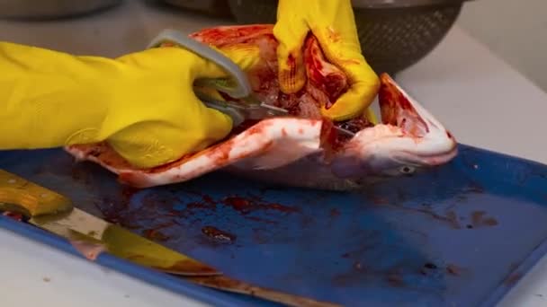 Close Woman Butchering Fish Cutting Fish Scissors Rubber Gloves Fish — Stockvideo