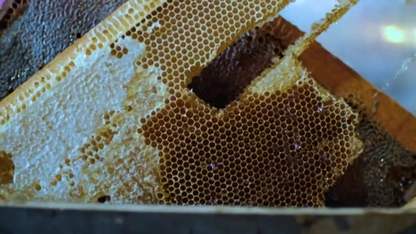 Honeycomb Ram Utomhus Bondens Marknad Högkvalitativt Foto — Stockvideo