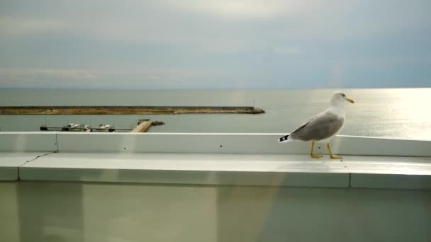 Una Gaviota Sienta Alféizar Ventana Cerca Orilla Del Mar Interacción — Vídeo de stock