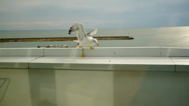 갈매기 마리가해 가까이 창턱에 조각을 먹는다 자연의 질높은 Fullhd — 비디오