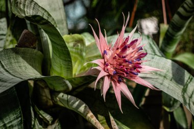 Beautiful thorny pink flower with purple splashes, among dense green foliage