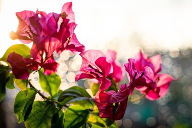 Beautiful delicate pink indoor flower on a blurred white background