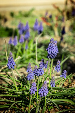 Delicate purple primroses inflorescences on blurred garden background