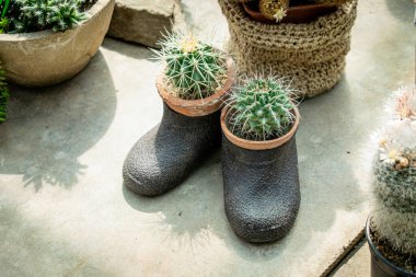 Old boots stand on a concrete slab. A prickly cactus grows in every boot