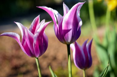 Spring blooming flowers. Beautiful purple tulips with white border on blurred garden background